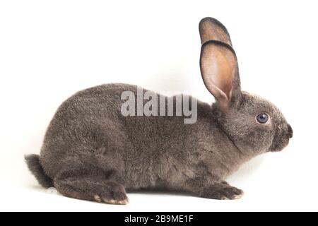 gray rex rabbit isolated on white background Stock Photo