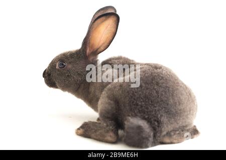gray rex rabbit isolated on white background Stock Photo