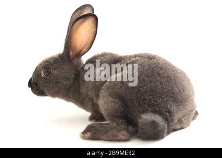 gray rex rabbit isolated on white background Stock Photo