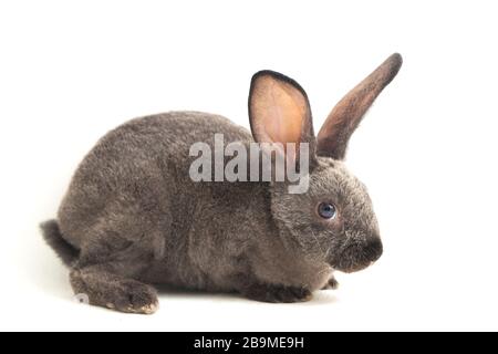 gray rex rabbit isolated on white background Stock Photo