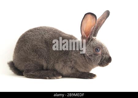 gray rex rabbit isolated on white background Stock Photo
