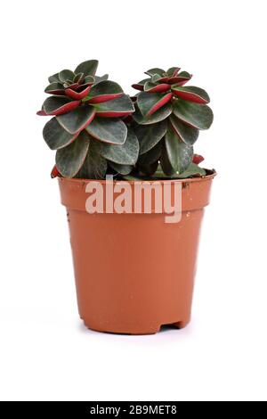 Small 'Peperomia Verticillata Red Log' succulent house plant in plastic flower pot on white background Stock Photo