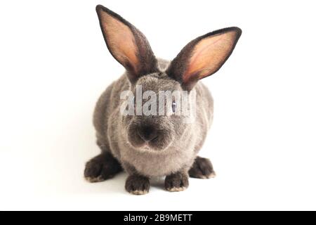 gray rex rabbit isolated on white background Stock Photo