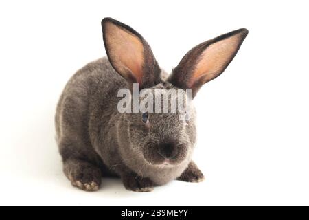 gray rex rabbit isolated on white background Stock Photo