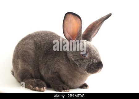 gray rex rabbit isolated on white background Stock Photo
