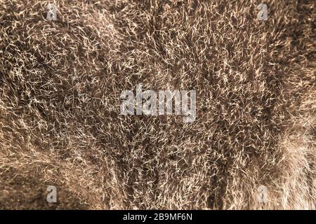 gray rex rabbit isolated on white background Stock Photo