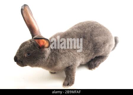 gray rex rabbit isolated on white background Stock Photo