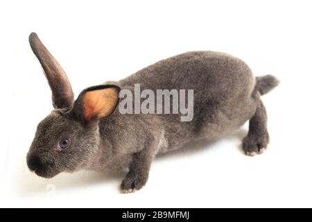 gray rex rabbit isolated on white background Stock Photo