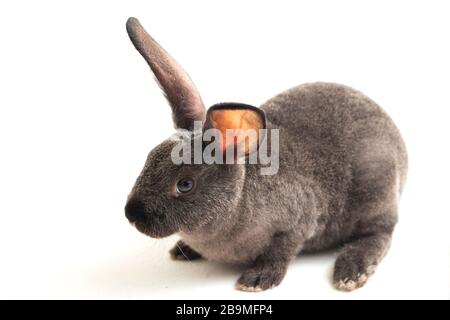gray rex rabbit isolated on white background Stock Photo