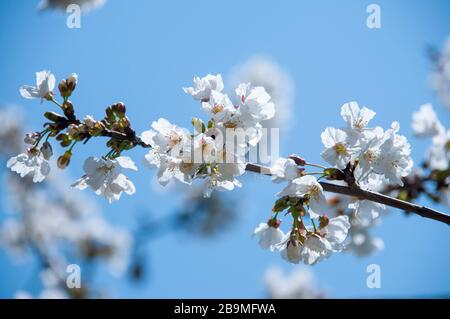 Wild cherry tree blossoming. Stock Photo
