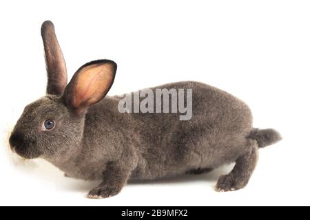 gray rex rabbit isolated on white background Stock Photo