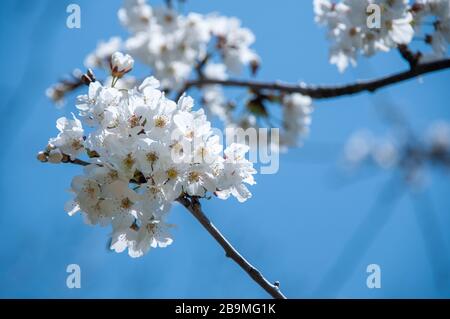 Wild cherry tree blossoming. Stock Photo
