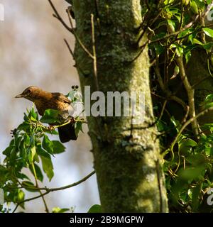 Female blackbird (Turdus merula) foraging in ivy. She's showing evidence of flattened feathers on her belly and flanks. Burley Woodhead, England. Stock Photo