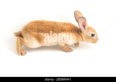 red brown rex rabbit isolated on white background Stock Photo