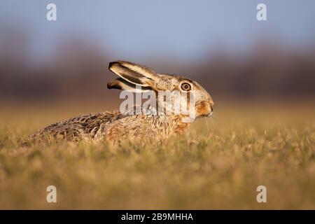 Adorable brown hare lying on the ground and hiding in spring Stock Photo