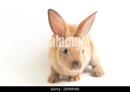 red brown rex rabbit isolated on white background Stock Photo