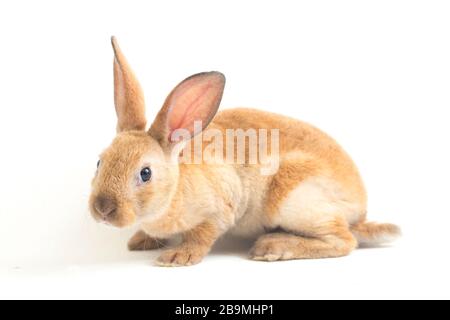 red brown rex rabbit isolated on white background Stock Photo