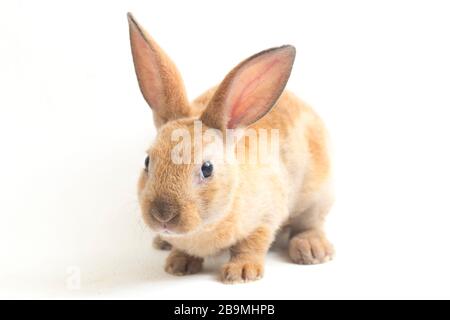 red brown rex rabbit isolated on white background Stock Photo