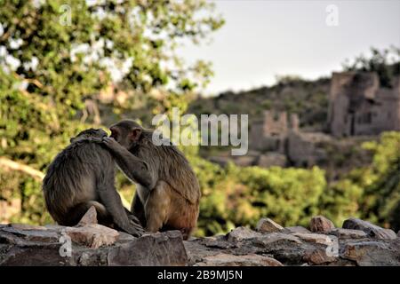One monkey helping other by searching and eating head lice, India Stock Photo