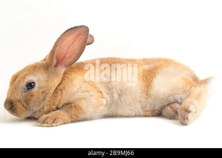 red brown rex rabbit isolated on white background Stock Photo