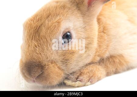 red brown rex rabbit isolated on white background Stock Photo