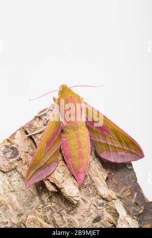 A newly emerged elephant hawk moth, Deilephila elpenor, resting on a piece of tree bark before being released. The moth has emerged from a chrysalis t Stock Photo