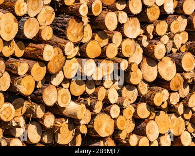 Close up of stack of timber logs after forestry work, East Lothian, Scotland, UK Stock Photo