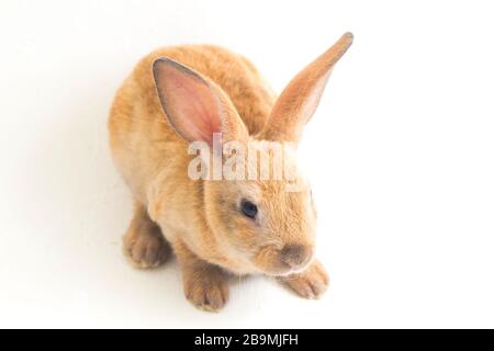 red brown rex rabbit isolated on white background Stock Photo