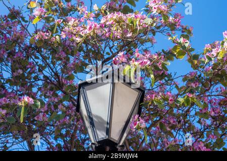 Bauhinia × blakeana, commonly called the Hong Kong orchid tree, is a legume tree of the genus Bauhinia, with large thick leaves and striking purplish Stock Photo