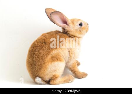 red brown rex rabbit isolated on white background Stock Photo