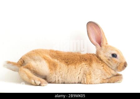 red brown rex rabbit isolated on white background Stock Photo