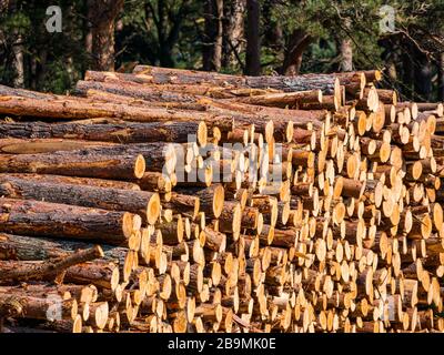 Stack of timber logs after forestry work, John Muir Country Park, East Lothian, Scotland, UK Stock Photo