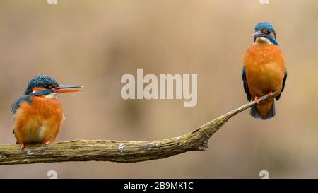 Pair of kingfishers together on a branch Stock Photo