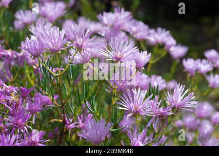 The Lampranthus spectabilis otherwise known as Trailing Ice Plant is a genus of succulent plants in the family Aizoaceae, indigenous to southern Afric Stock Photo