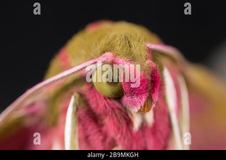 A close-up of a newly emerged elephant hawk moth, Deilephila elpenor. The moth has emerged from a chrysalis that had been kept over winter. It emerged Stock Photo