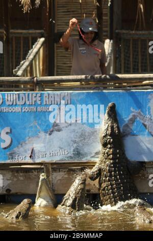 Crocodiles, Cango Wildlife Ranch, Oudtshoorn, South Africa Stock Photo ...
