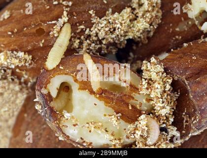 Caterpillars of indianmeal moth (Plodia interpunctella) damaging dried almonds Stock Photo