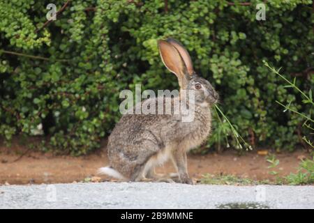 Scrub Hare, addo National Park Stock Photo