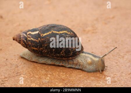 Giant snail, Addo National Park Stock Photo