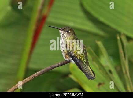Many-spotted Hummingbird (Taphrospilus hypostictus) adult perched on twig  Fundo Alto Nieva, Peru                February
