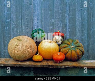 Pumpkins on display - horizontal Stock Photo - Alamy