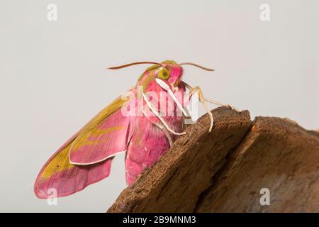 A newly emerged elephant hawk moth, Deilephila elpenor, resting on a piece of tree bark before release. The moth has emerged from a chrysalis that had Stock Photo