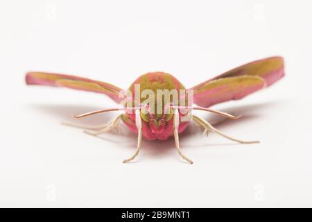 A newly emerged elephant hawk moth, Deilephila elpenor, photographed on a white background before release. The moth has emerged from a chrysalis that Stock Photo