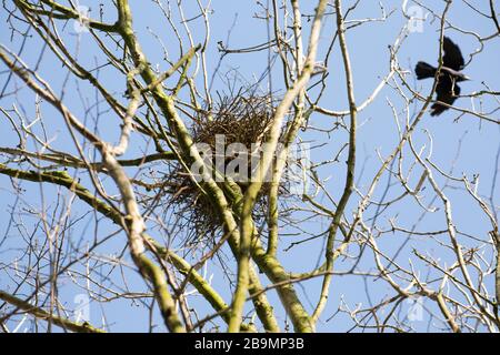 A rook’s nest with a rook, Corvus frugilegus, flying over it in a rookery in march. North Dorset England UK GB. Stock Photo