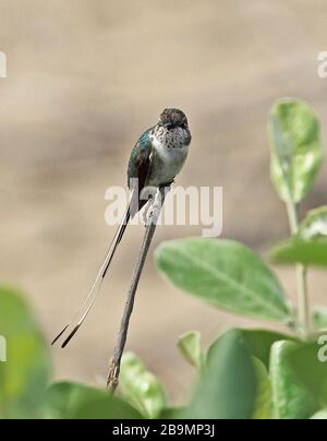 Peruvian Sheartail (Thaumastura cora) immature male perched on twig  Rafan, Peru                      February Stock Photo