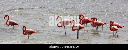 Flock of flamingoes in Salina Slagbaai lake, Washington Slagbaai National Park, Bonaire Stock Photo