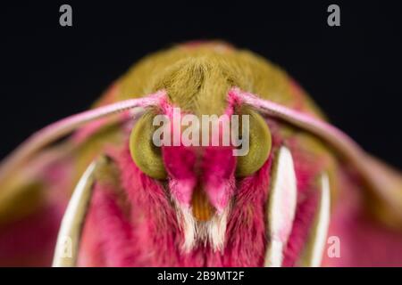 A close-up of a newly emerged elephant hawk moth, Deilephila elpenor. The moth has emerged from a chrysalis that had been kept over winter. It emerged Stock Photo