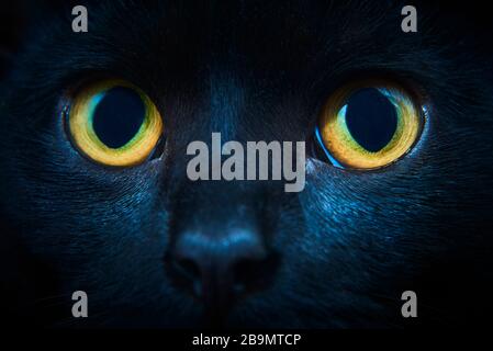 Close-up of black cat looking at the camera, yellow eyes. Selective focus Stock Photo