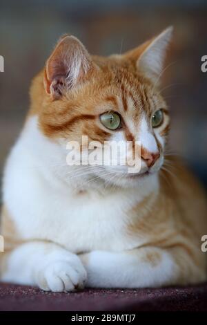 A ginger cat outside Stock Photo