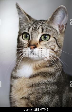 Portrait of a surprised cat Stock Photo